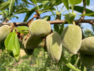 Mandľa (Amygdalus communis) FERRAGNES - Tutifruti SK