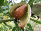 Mandľa (Amygdalus communis) FERRAGNES - Tutifruti SK