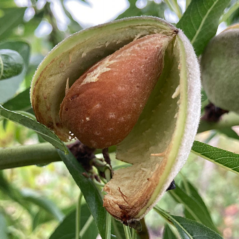 Mandľa (Amygdalus communis) FERRAGNES