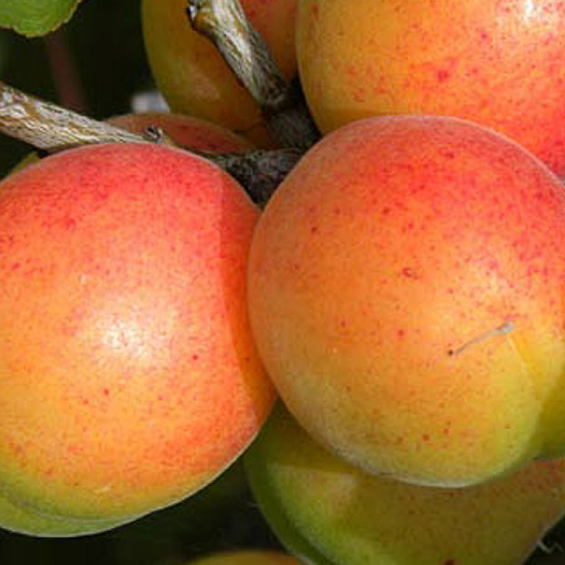 Marhuľa (Prunus armeniaca) EARLY ORANGE