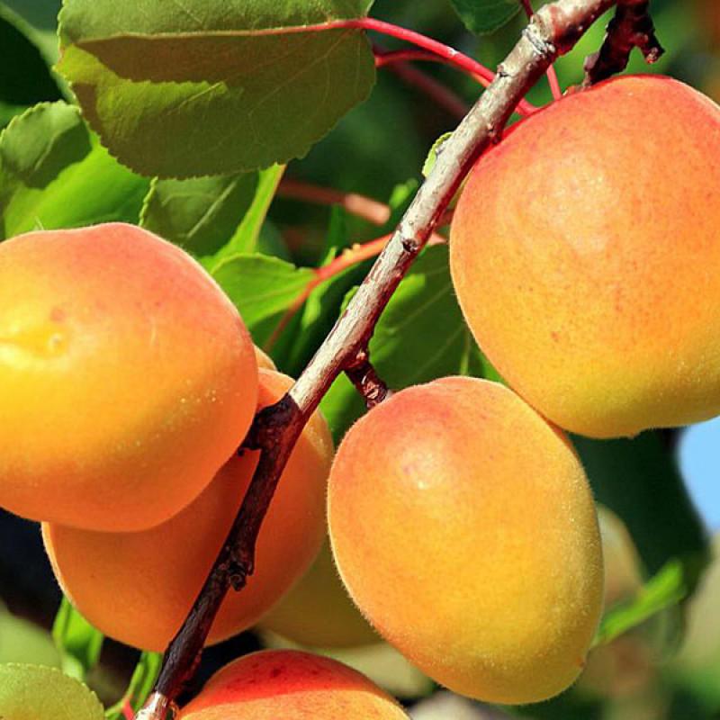 Marhuľa (Prunus armeniaca) KRUPNOPLODNYJ DUKI