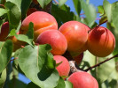 Marhuľa (Prunus armeniaca) HARLAYNE