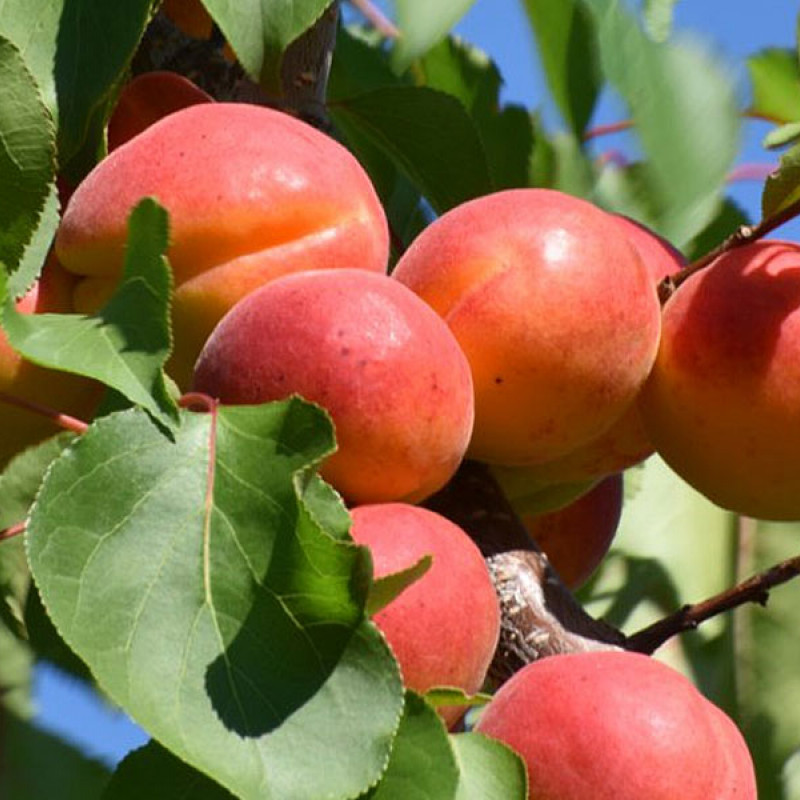 Marhuľa (Prunus armeniaca) HARLAYNE