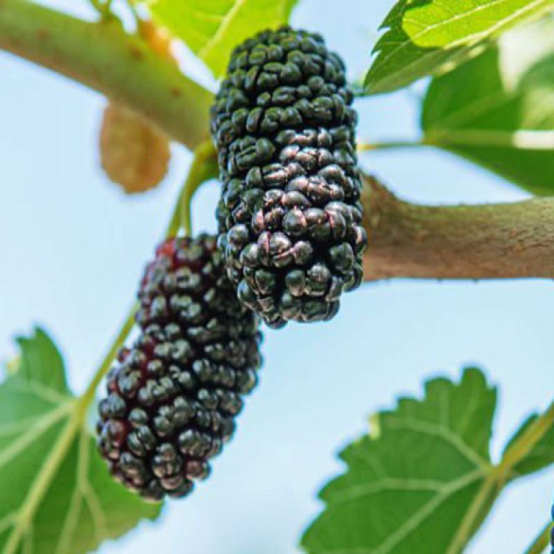 Moruša (Morus nigra) SEEDLESS