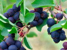 Muchovník jelšolistý (Amelanchier alnifolia) HONEYWOOD