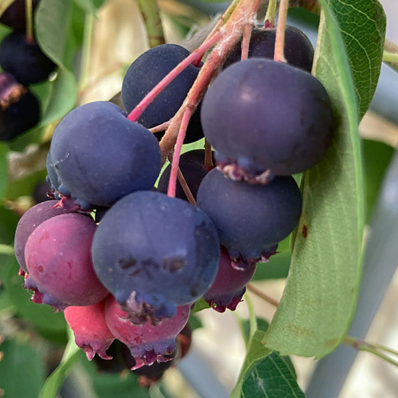 Muchovník jelšolistý (Amelanchier alnifolia) MANDAM