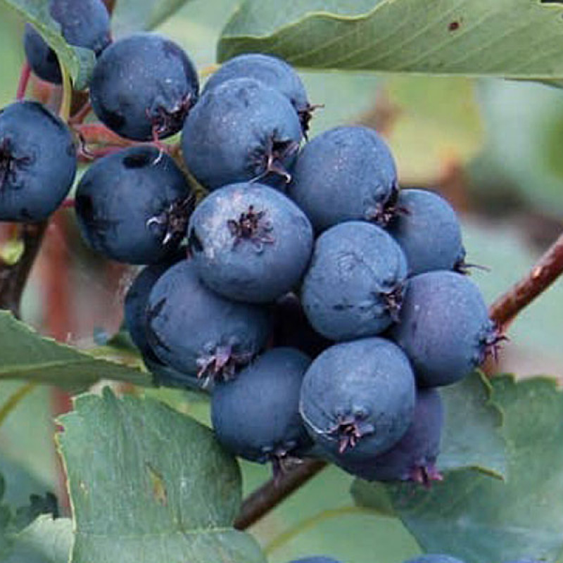 Muchovník jelšolistý (Amelanchier alnifolia) MARTIN