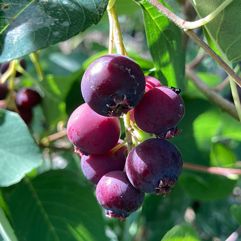 Muchovník jelšolistý (Amelanchier alnifolia) SLEYT