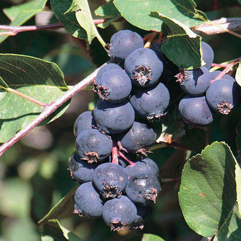 Muchovník jelšolistý (Amelanchier alnifolia) SMOKY