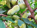 BIO Pawpaw (Asimina triloba) SUNFLOWER