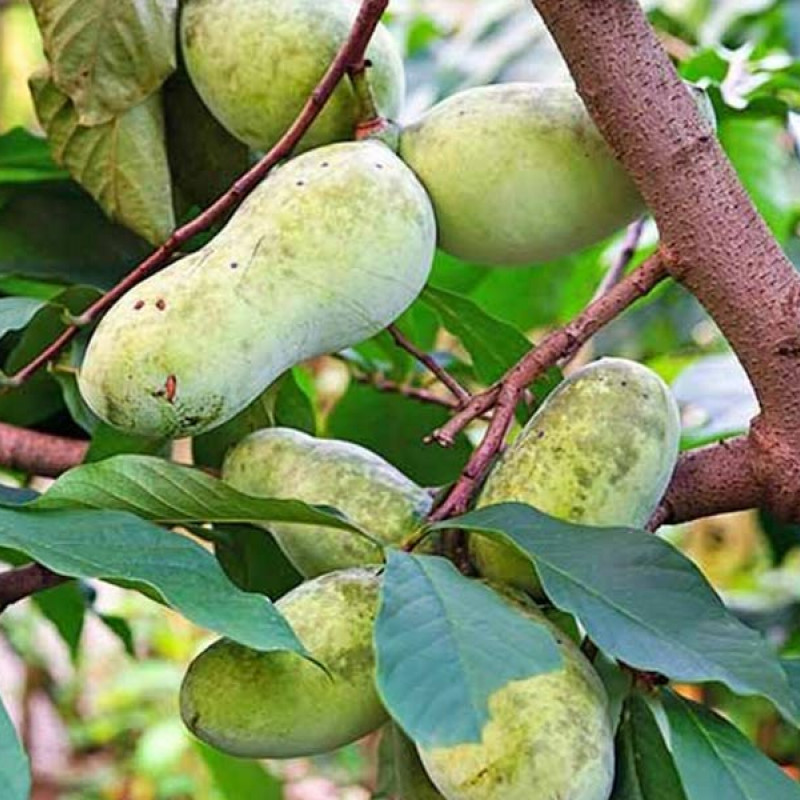 BIO Pawpaw (Asimina triloba) SUNFLOWER