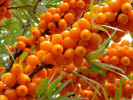 Rakytník rešetliakový (Hippophae rhamnoides) FRIESDORFER ORANGE