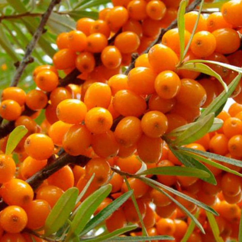 Rakytník rešetliakový (Hippophae rhamnoides) FRIESDORFER ORANGE