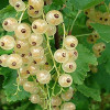 Ríbezľa biela (Ribes sativa) BLANKA (krík)