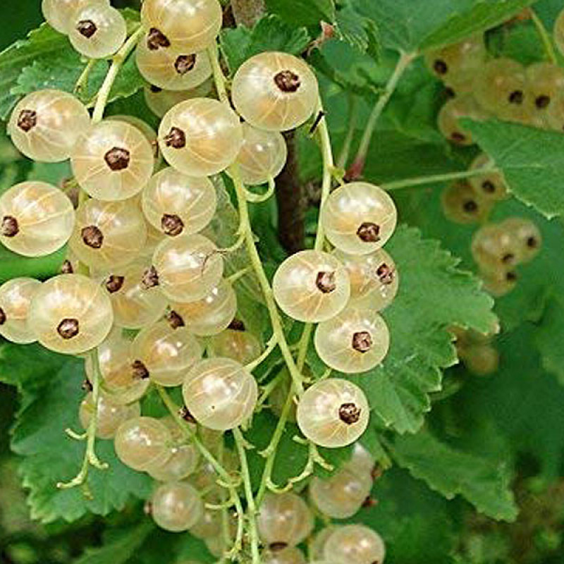 Ríbezľa biela (Ribes sativa) BLANKA (krík)