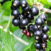 Ríbezľa čierna (Ribes nigrum) JUBILEJNAJA KOPANIJA (stromček)