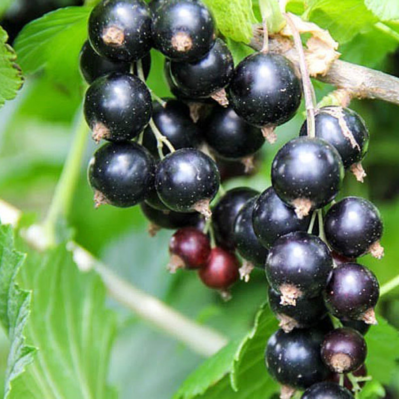 Ríbezľa čierna (Ribes nigrum) JUBILEJNAJA KOPANIJA (stromček)