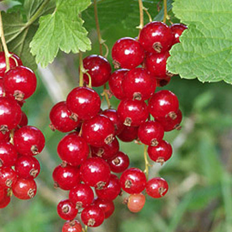 Ríbezľa červená (Ribes rubrum) ROLAN (krík)