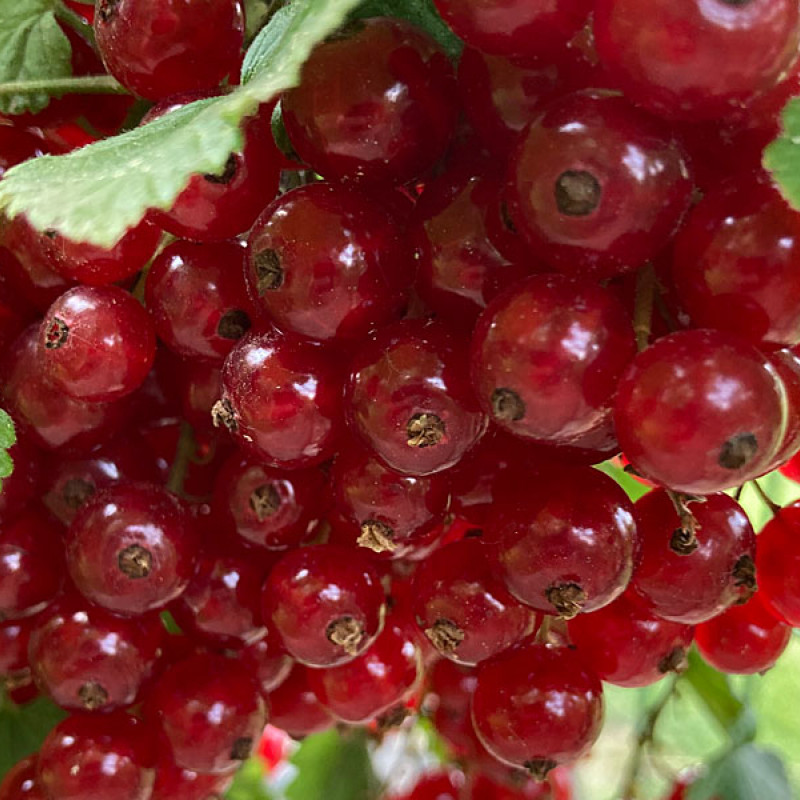 Ríbezľa červená (Ribes rubrum) JONKHEER VAN TETS