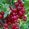 Ríbezľa červená (Ribes rubrum) ROSETTA(krík)