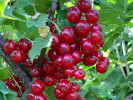 Ríbezľa červená (Ribes rubrum) ROSETTA (stromček) - Tutifruti SK