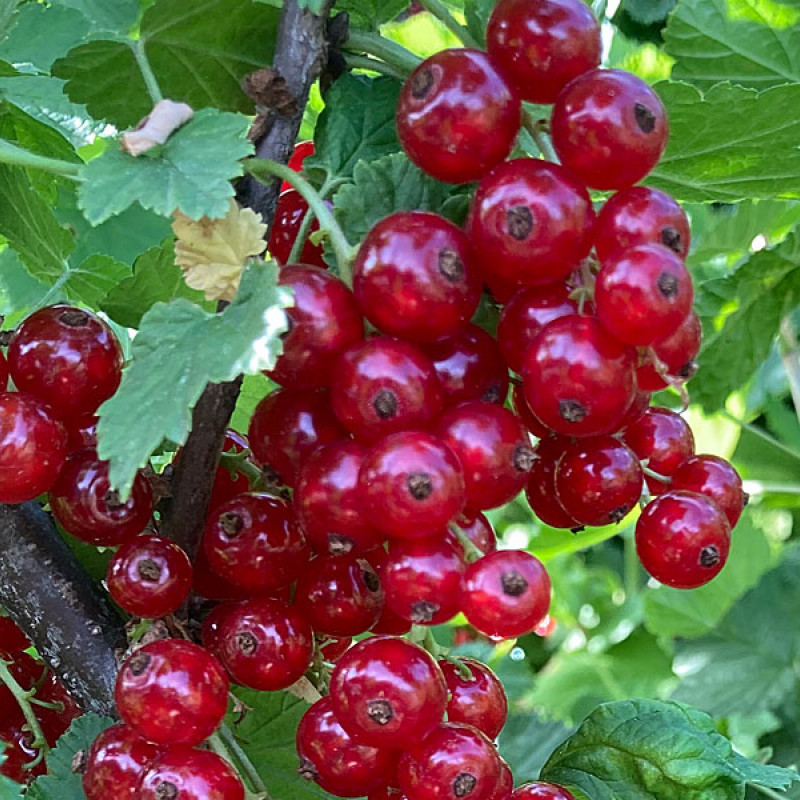 Ríbezľa červená (Ribes rubrum) ROSETTA(krík)