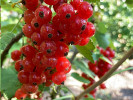 Ríbezľa červená (Ribes rubrum) ROVADA (krík) - Tutifruti SK