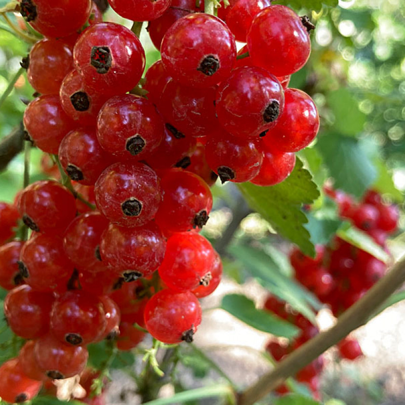 Ríbezľa červená (Ribes rubrum) ROVADA (krík)