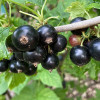 Ríbezľa čierna (Ribes nigrum) TITANIA (krík)