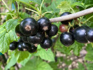 Ríbezľa čierna (Ribes nigrum) TITANIA (krík) - Tutifruti SK