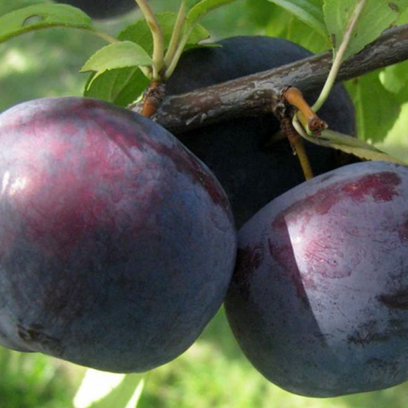 Japonská slivka (Prunus salicina) ANGELENO