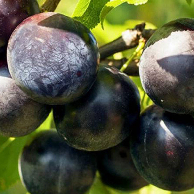 Japonská slivka (Prunus salicina) BLACK AMBER