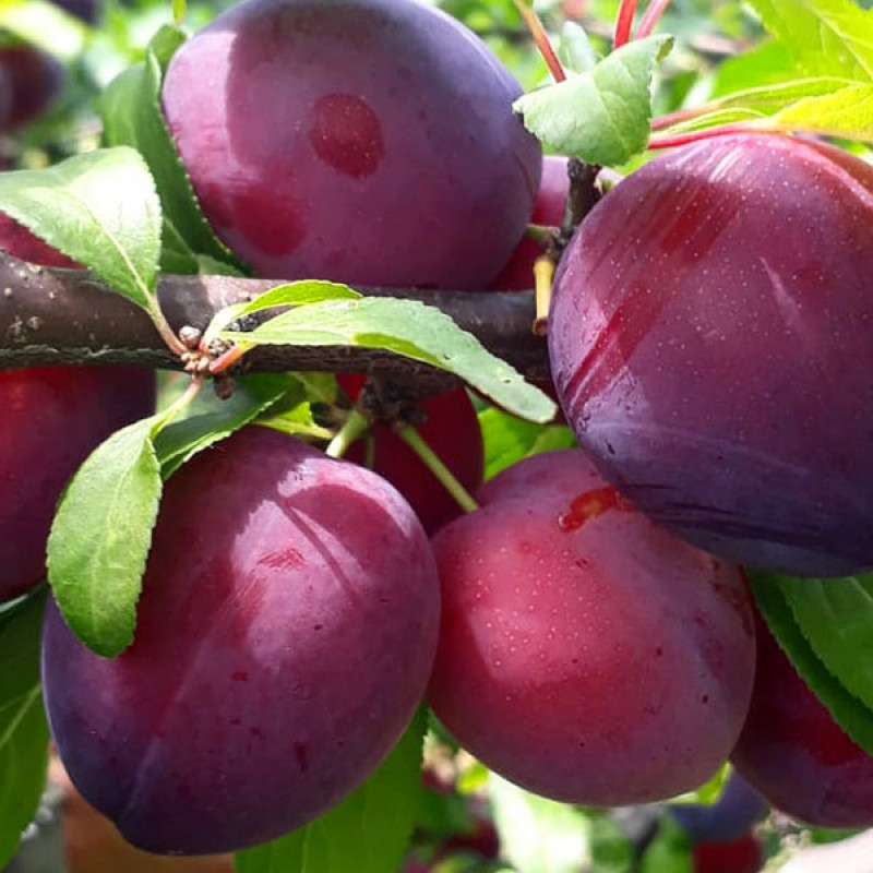 Japonská slivka (Prunus x hybrid) NAJDENA