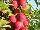 BIO Slivka AROMA SPUR ROT (stĺpová) - Tutifruti SK