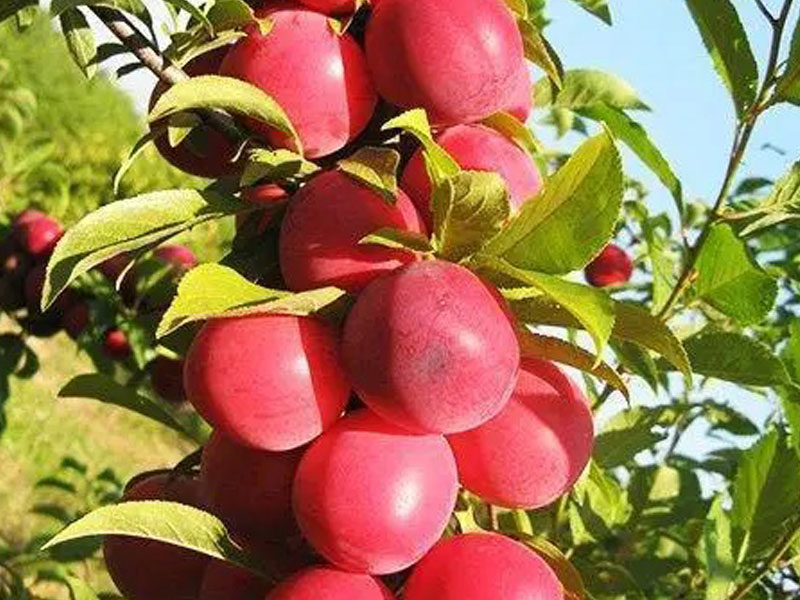 BIO Slivka AROMA SPUR ROT (stĺpová) - Tutifruti SK