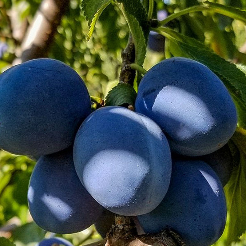 Slivka (Prunus domestica) BLUEFREE