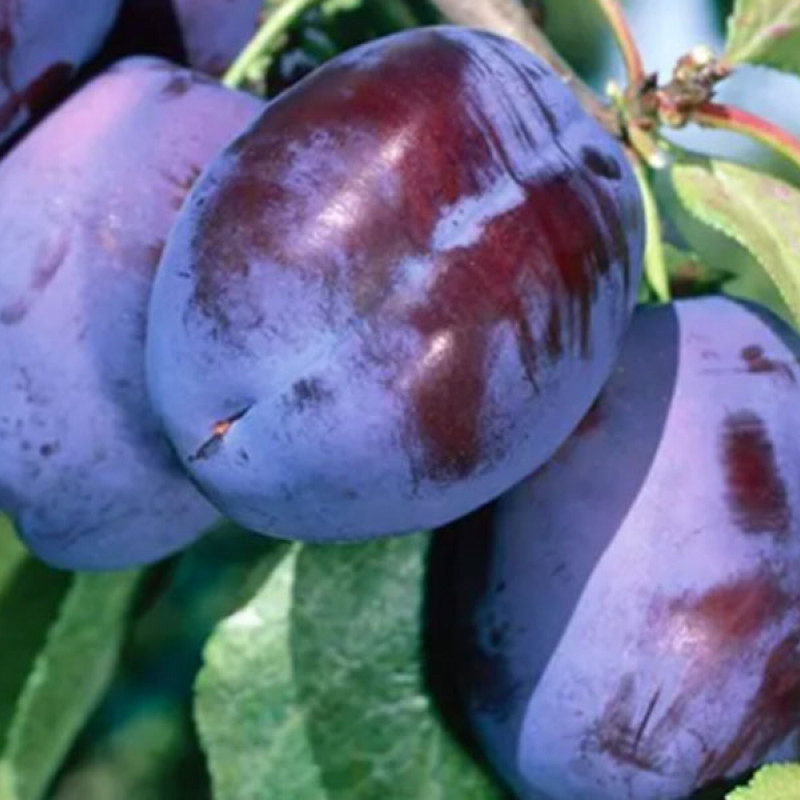 Slivka stĺpová (Prunus domestica) FRUCA