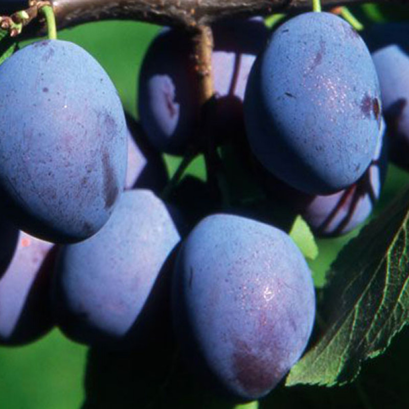 Slivka stĺpová (Prunus domestica) IMPERIAL