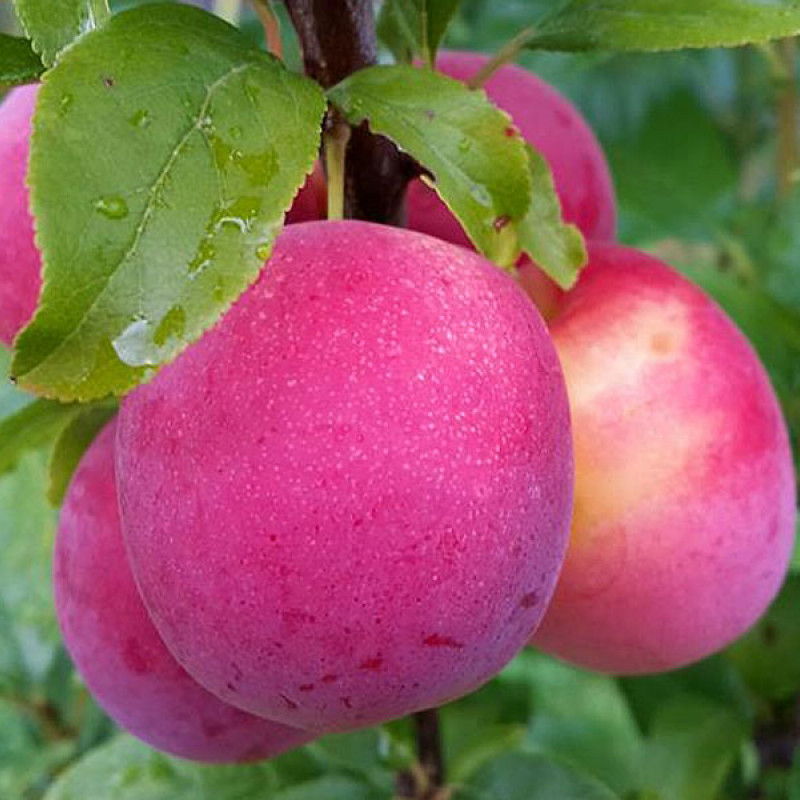 Slivka (Prunus domestica) JEROZOLIMKA