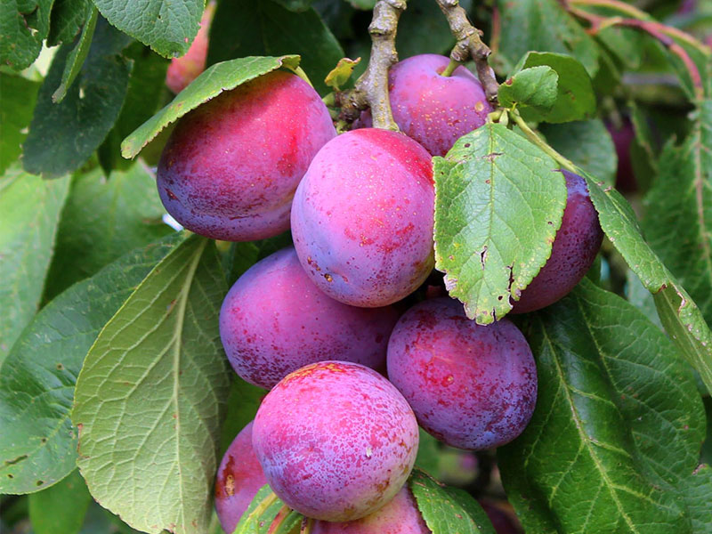 Slivka (Prunus domestica) JUBILEUM - Tutifruti SK