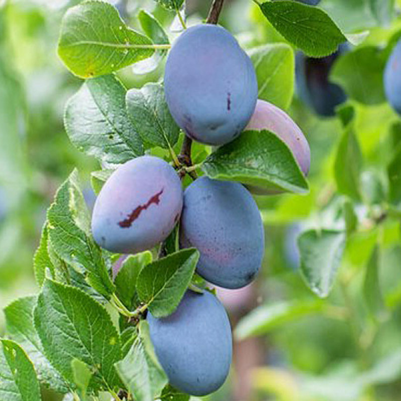 Slivka (Prunus domestica) STANLEY