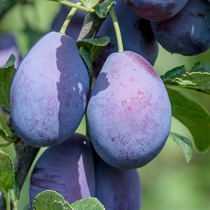 Slivka (Prunus domestica) TOPFIVE