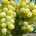 Resistant Table Grape Vines