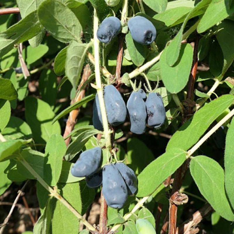 Zemolez (Lonicera caerulea) ZOJKA