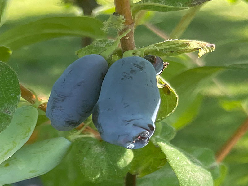 Zemolez (Lonicera caerulea) AURORA®