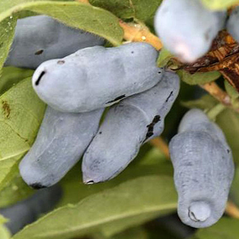 Zemolez (Lonicera caerulea) BAKCARSKIJ VELIKAN