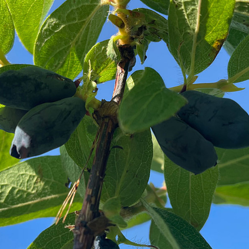 Zemolez (Lonicera caerulea) BOREAL BEAST