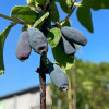 Zemolez (Lonicera caerulea) BOREAL BEAUTY