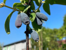 Zemolez (Lonicera caerulea) BOREAL BEAUTY - Tutifruti SK