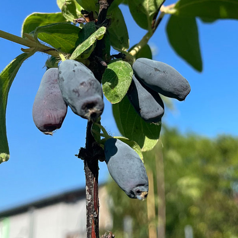 Zemolez (Lonicera caerulea) BOREAL BEAUTY